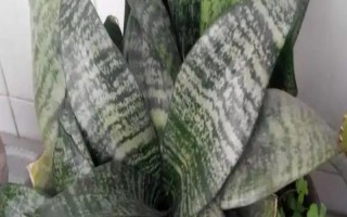 如何養(yǎng)殖貓耳蘭，生長期間可每隔3-5天澆水一次