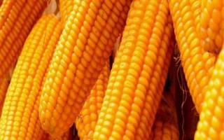 科沃8904玉米品種的特性，選擇中上等肥力地塊種植