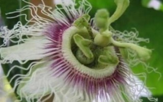 無花果有沒有花，花朵在果實(shí)里