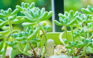 多肉受凍化水如何處理，剪除受凍部位并涂抹多菌靈、再轉(zhuǎn)移到適宜環(huán)境中