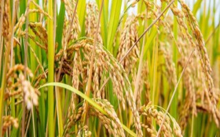 陵兩優(yōu)396水稻種子簡(jiǎn)介，全生育期115天