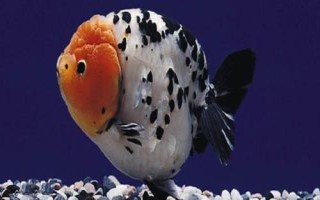 養(yǎng)蘭壽需要打氧嗎，缺氧時(shí)需補(bǔ)充氧氣
