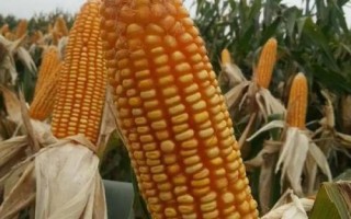 先玉1912玉米品種的特性，種植密度4500株/畝左右