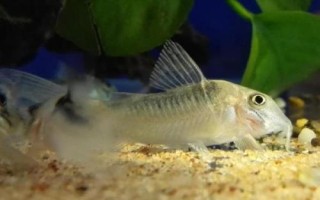 金珍珠鼠魚好不好養(yǎng)，飼養(yǎng)難度不大