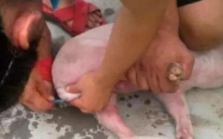 騸豬是什么時候開始的，起源于商代