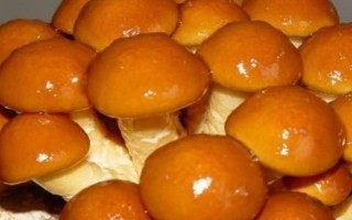 滑子菇的栽培技術(shù)，菌盤(pán)上架要避免陽(yáng)光直射