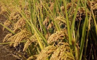 寧香粳9號水稻種簡介，一般5月中旬播種