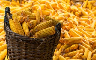 佳昌309玉米種子特點，中抗彎孢菌葉斑?。?-5級）