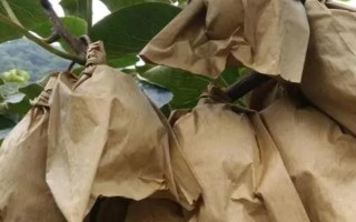 獼猴桃的套袋技術(shù)，套袋前先要適當(dāng)疏果