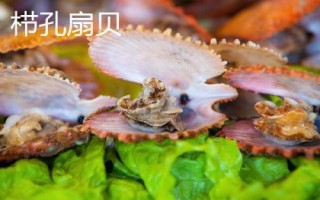 海灣扇貝的產地，原產于美國東海岸