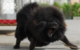 高加索犬和藏獒誰更厲害，高加索犬的體型更大但藏獒更兇猛