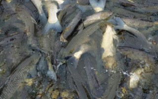青魚的養(yǎng)殖技術(shù)，魚塘周圍要有充足且干凈的水源