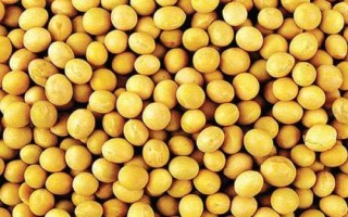 星農(nóng)16號(hào)大豆種簡介，生育期平均123天