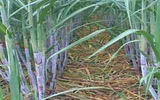 對甘蔗施肥要注意什么，肥料不能撒在蔗蔸上