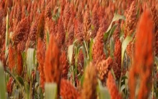 雜糧的種類(lèi)，主要包括高粱、谷子、蕎麥、燕麥等品種