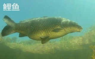 軍魚好不好吃，肉質(zhì)細(xì)嫩鮮美深受消費(fèi)者歡迎
