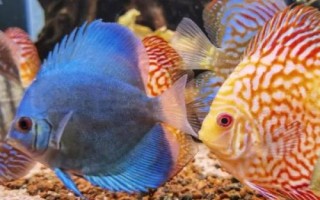 神仙魚(yú)吃孔雀魚(yú)嗎，神仙魚(yú)會(huì)吃掉體型小的孔雀魚(yú)