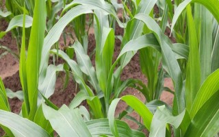 正紅T55玉米品種簡介，密度4000株/畝左右
