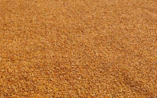 玉米曬干后能否用來打窩釣魚，可以垂釣但效果不如嫩玉米