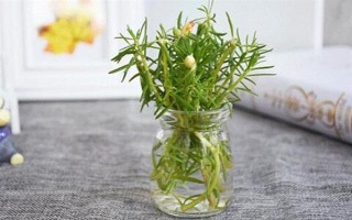太陽(yáng)花水培可以活多久，太陽(yáng)花可以水培一年以上