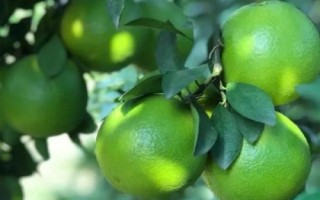 綠橙的產(chǎn)地，產(chǎn)自海南