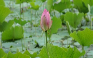 荷花水培會(huì)不會(huì)長(zhǎng)蓮蓬，水培養(yǎng)殖的荷花是不可長(zhǎng)出蓮蓬