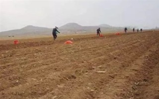 奶白菜如何種植，以條播較好