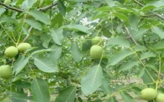 核桃樹管理技術(shù)，幼齡樹要注意防寒
