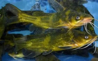 黃色的魚有哪些品種，常見的有黃顙魚、霓虹燕子等