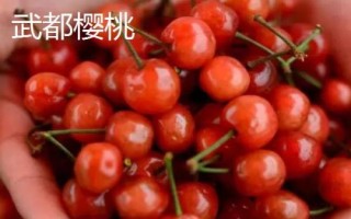 甘肅隴南市的特產(chǎn)水果，武都獼猴桃均屬野生