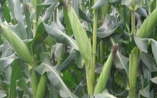 浙糯玉4號(原名:浙甜糯6681)玉米種子特點(diǎn)，中抗莖腐病