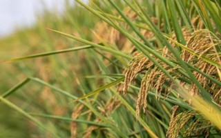 啟兩優(yōu)靚占水稻種子特點，6月下旬播種