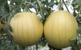 黃瓤西瓜是不是轉(zhuǎn)基因食品，是臺灣引進(jìn)的稀有品種不是轉(zhuǎn)基因食品