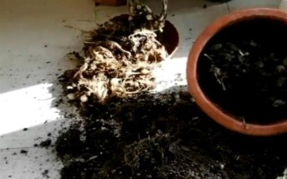 如何讓姜荷花的種球發(fā)芽，埋入土壤中要澆透水