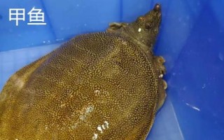 烏龜、王八、甲魚、鱉的區(qū)別，王八是烏龜和甲魚的統(tǒng)稱而甲魚是鱉的俗稱