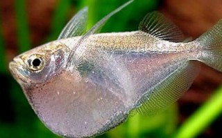 銀燕子燈魚好不好養(yǎng)，飼養(yǎng)難度比較低