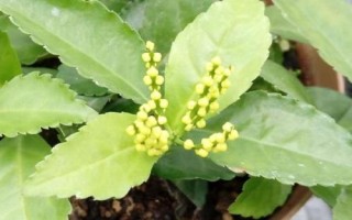 盆栽珠蘭的養(yǎng)護(hù)方法，常用壓條、扦插和分株繁殖