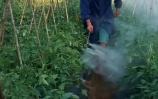 對蔬菜噴施樂果要過多久才能吃，至少要等待7天左右