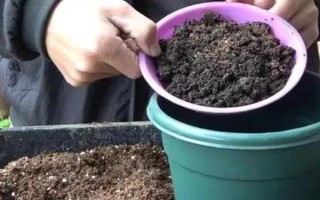迎春花的養(yǎng)殖方法，適宜生長在10-25℃左右的環(huán)境