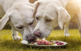 狗狗護食怎么糾正，先改變喂食方法
