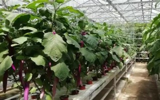 無土栽培蔬菜有哪些，常見的有番茄、苦瓜等