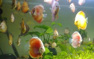 飼養(yǎng)七彩神仙魚用什么燈，室內(nèi)光線較暗時(shí)適合用LED燈
