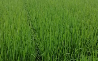 內6優(yōu)816水稻種子特點，注意防治稻瘟病