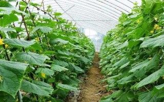 黃瓜應(yīng)該怎樣防治螢火蟲，在4月份可將草木灰撒在瓜苗之上
