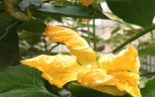 南瓜開花結(jié)果期的管理辦法，是整個(gè)生長時(shí)期中最重要的時(shí)期