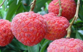仙進(jìn)奉荔枝品種簡(jiǎn)介，生長(zhǎng)周期為90天