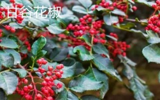 甘肅省甘谷縣的特產(chǎn)，辣椒是最著名的特產(chǎn)