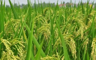 裕兩優(yōu)3218水稻品種的特性，全生育期152.0天