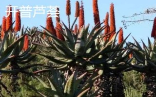 藥用蘆薈的種類，包括開普蘆薈、皂質(zhì)蘆薈等品種