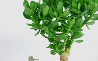 玉樹放屋里有什么危害，危害來源于植株內(nèi)的汁液